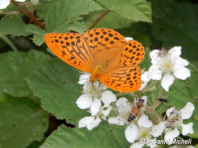 Alla ricerca del Satyrium pruni